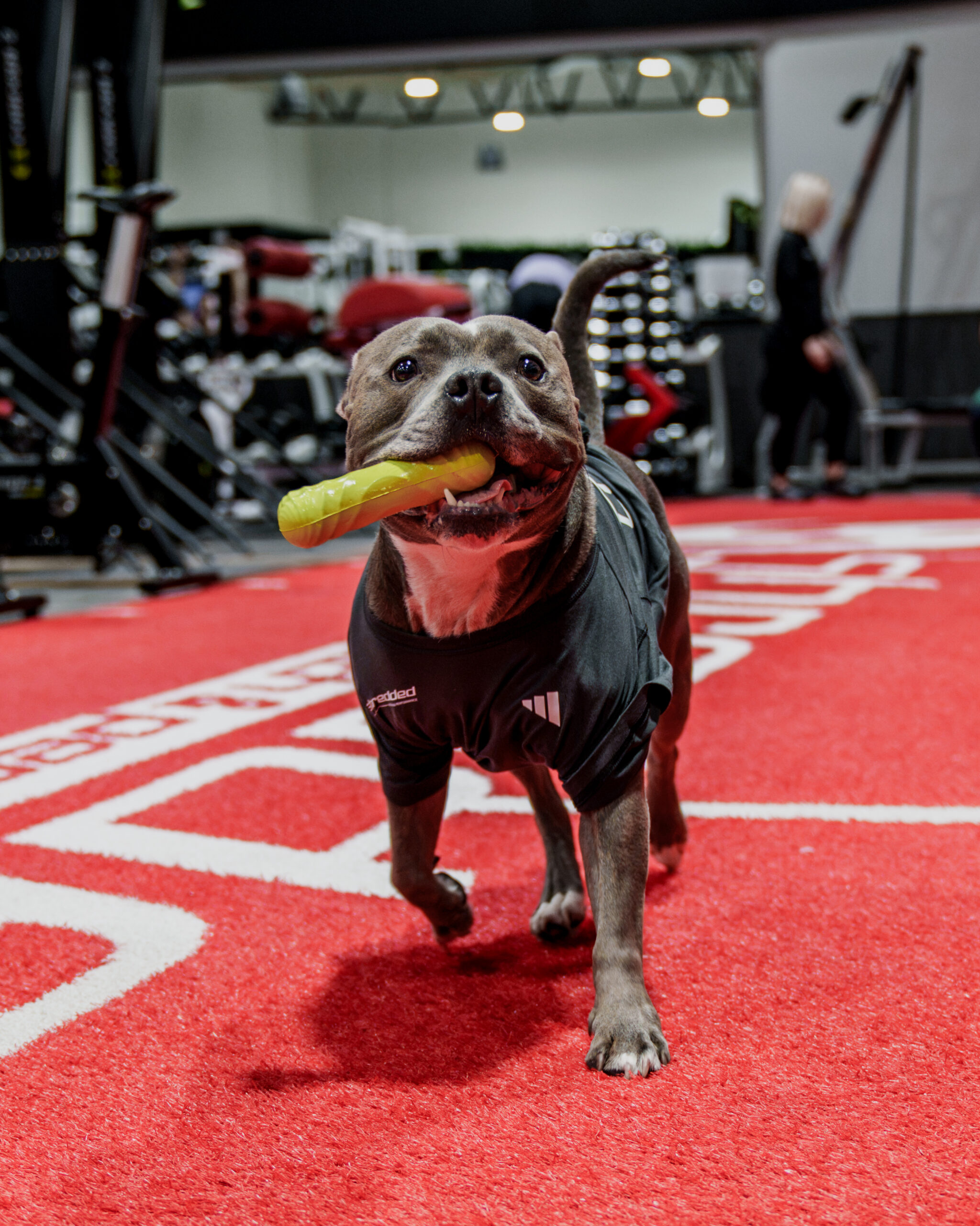 Shredded coach